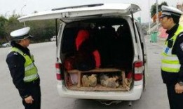 泉州面包车爆料事件视频,真相与争议交织的街头风云