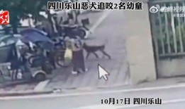 网友爆料恶犬咬人视频,惊悚现场！恶犬咬人事件引发网友热议