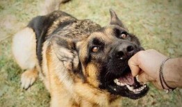 网友爆料恶犬咬人视频,惊悚现场！恶犬咬人事件引发网友热议