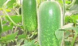 网红刘二萌吃瓜图片壁纸