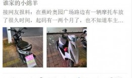 网友爆料小绵羊视频大全,小绵羊视频大全，揭秘娱乐圈幕后故事