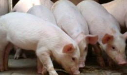 猪灌泥浆爆料方法视频教程,轻松掌握视频制作技巧