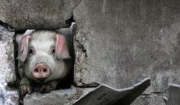 网红猪吃瓜,揭秘网络红人的幕后生活