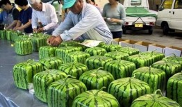 2023吃瓜免费事件,免费事件盘点