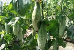 吃西湖瓜的网红有哪些人,网红们的瓜田人生