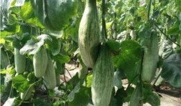 吃西湖瓜的网红有哪些人,网红们的瓜田人生