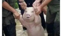 网红猪吃瓜,揭秘网络红人的幕后生活