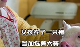 网红猪吃瓜,揭秘网络红人的幕后生活