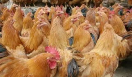 养鸡如何爆料视频,视频爆料揭示真实养殖过程