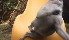 巴哥爆料娜美视频播放,揭秘背后故事