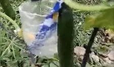 大连爆料吃瓜事件视频最新,吃瓜事件视频揭秘，真相背后引热议