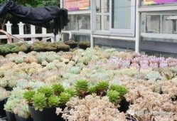 花木啦在线观看