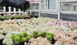 花木啦在线观看