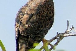 在线观看赤鹰,翱翔天际的传奇英雄