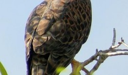 在线观看赤鹰,翱翔天际的传奇英雄