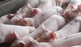 猪灌泥浆爆料方法视频教程,轻松掌握视频制作技巧