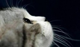 娱乐吃瓜小猫咪小说在线阅读,揭秘娱乐圈幕后风云