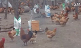 养鸡如何爆料视频,视频爆料揭示真实养殖过程