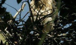 在线观看赤鹰,翱翔天际的传奇英雄