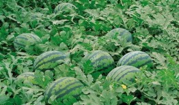 网红刘二萌吃瓜图片壁纸