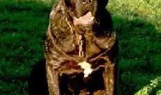 网友爆料恶犬咬人视频,惊悚现场！恶犬咬人事件引发网友热议