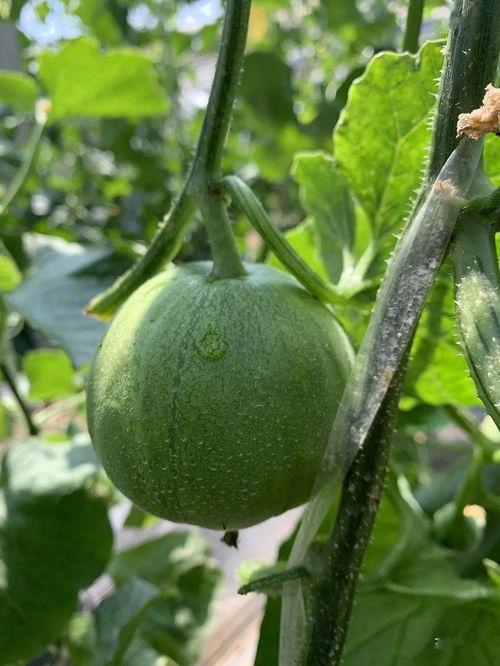 娱乐吃瓜酱花期