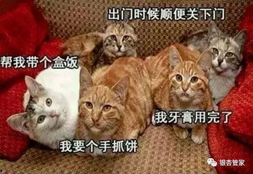 猫咪再见娱乐吃瓜酱,揭秘娱乐圈幕后趣闻
