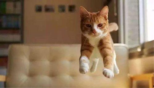 猫咪再见娱乐吃瓜酱,揭秘娱乐圈幕后趣闻